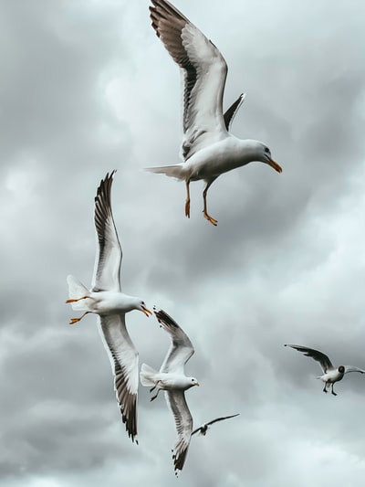 白色和灰色的海鸥在飞翔
